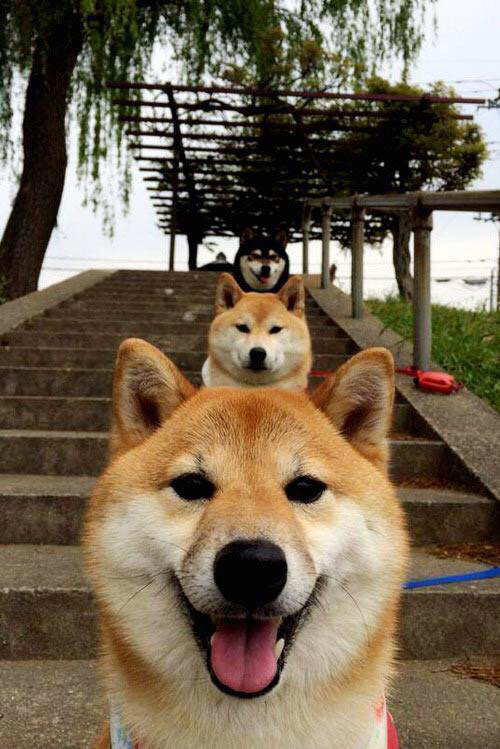 新加坡队在国际乒联混合团体世界杯中的完美团队协作，新加坡乒乓球队员名单