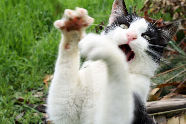 澳大利亚队未来发展如何借助乒乓文化的推广获得突破，澳大利亚 乒乓球 lay